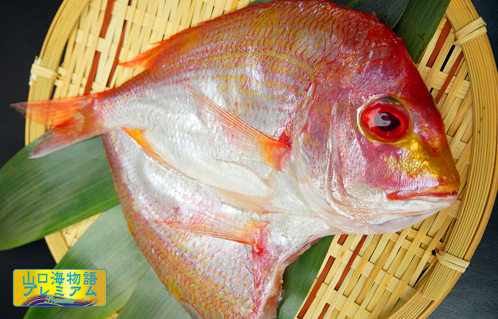 萩の瀬付きあじ開き